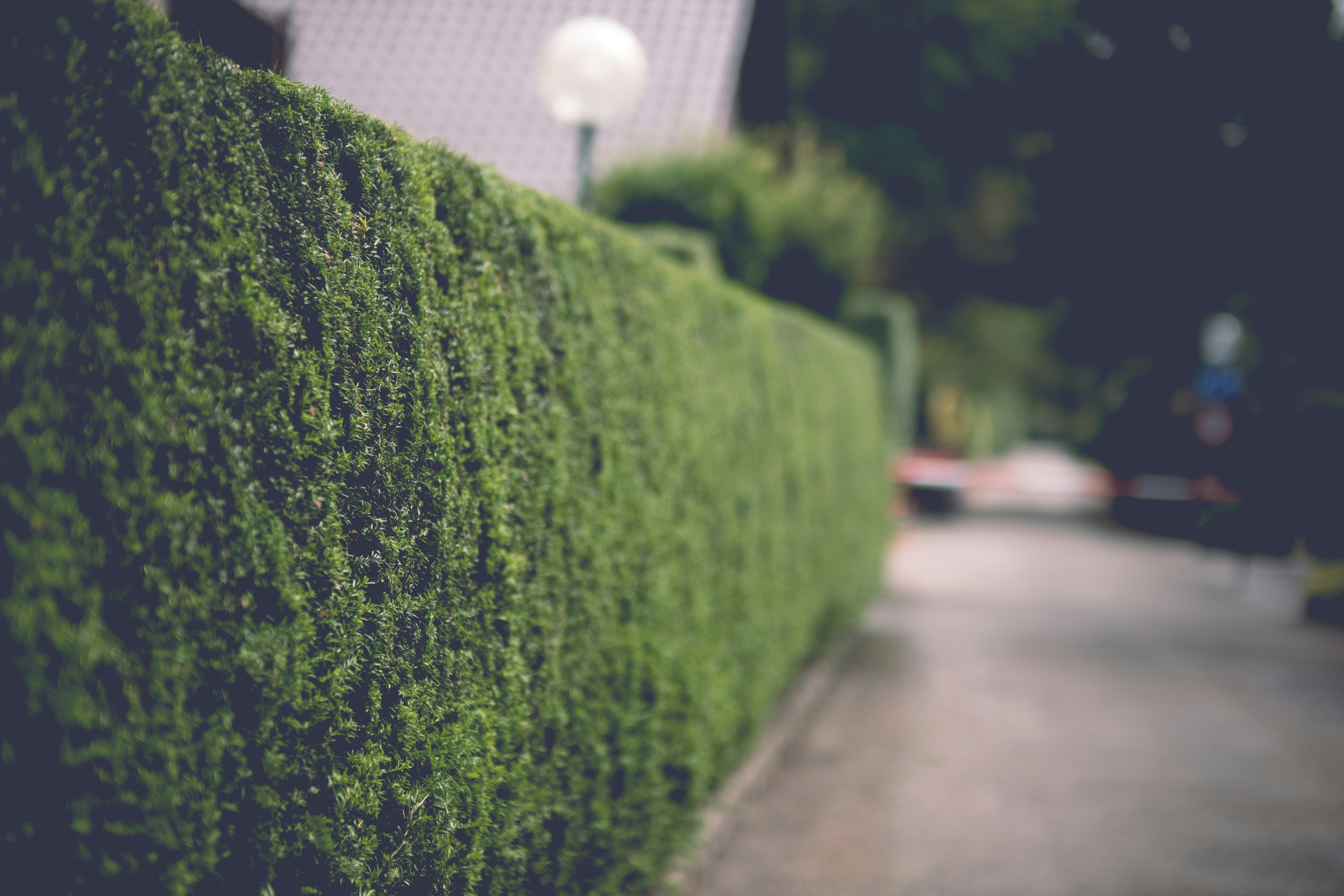 Hedge & Shrub Trimming
